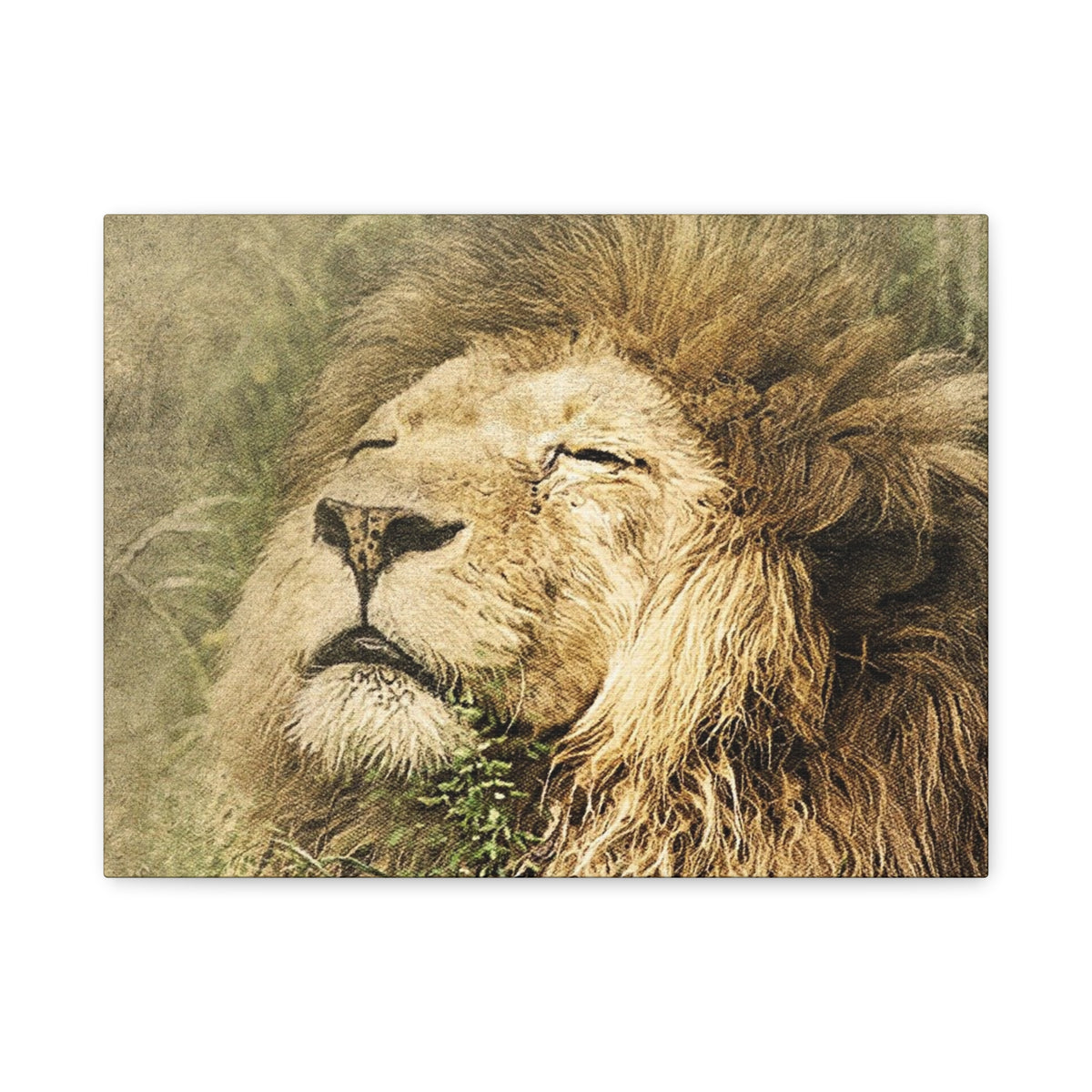 Lion Portrait Matte Canvas Print — Stretched 1.25" Wall Art