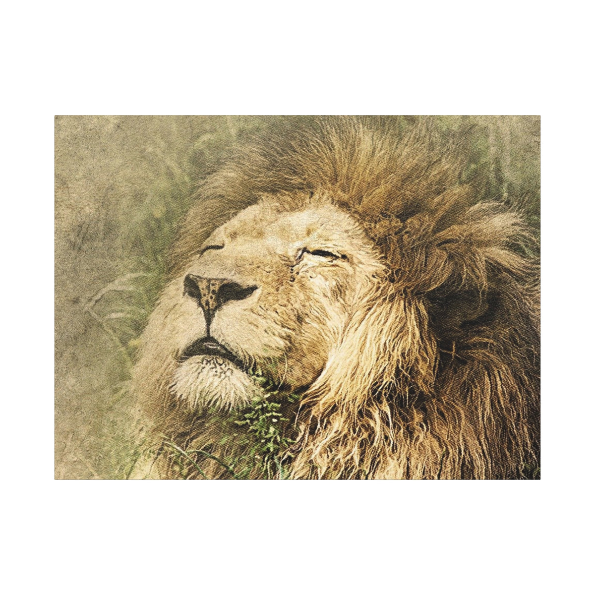 Lion Portrait Matte Canvas Print — Stretched 1.25" Wall Art