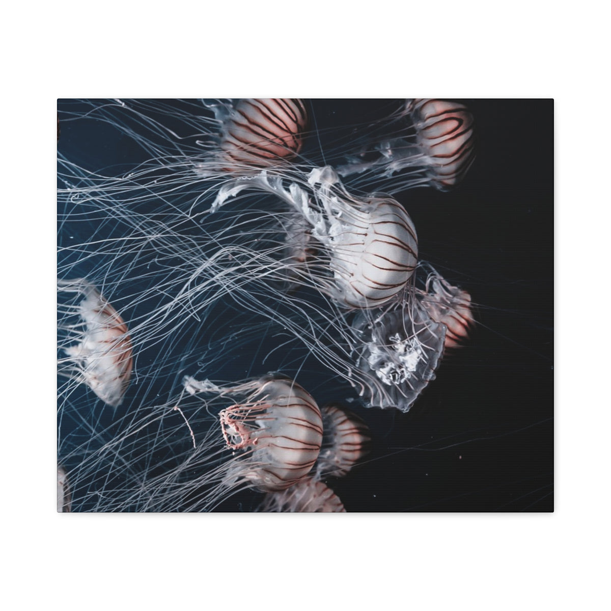 Jellyfish Swarm Matte Stretched Canvas