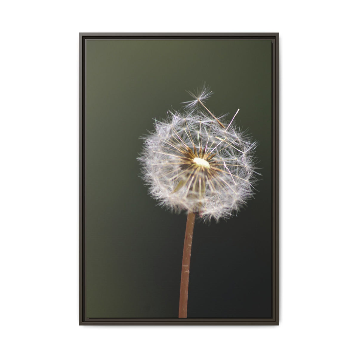 Framed Dandelion Canvas Print — Matte Botanical Wall Art