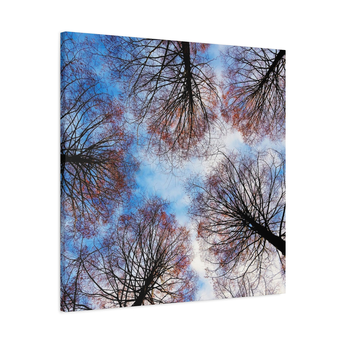 Winter Tree Canopy Matte Canvas Wall Art — Stretched 1.25"