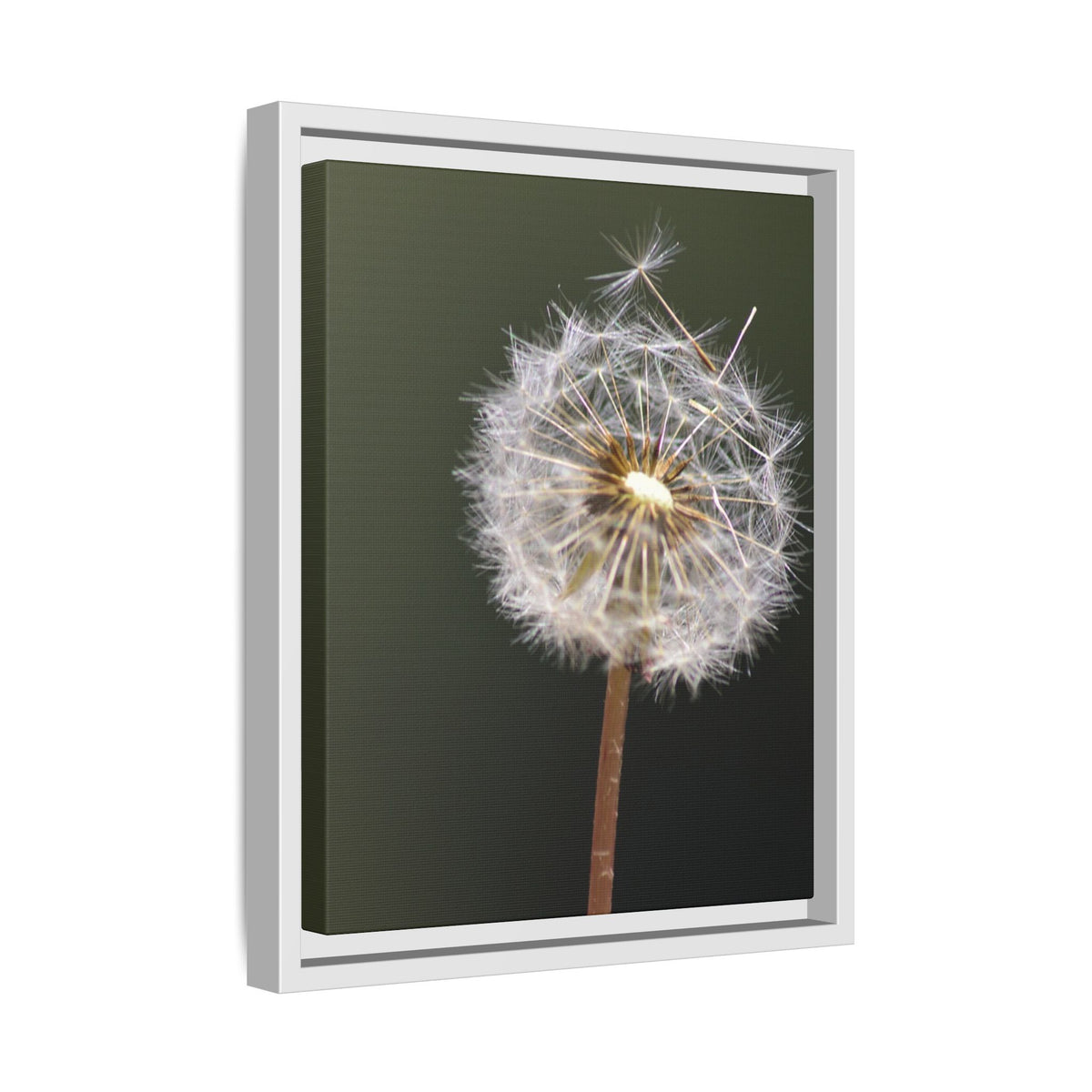 Framed Dandelion Canvas Print — Matte Botanical Wall Art