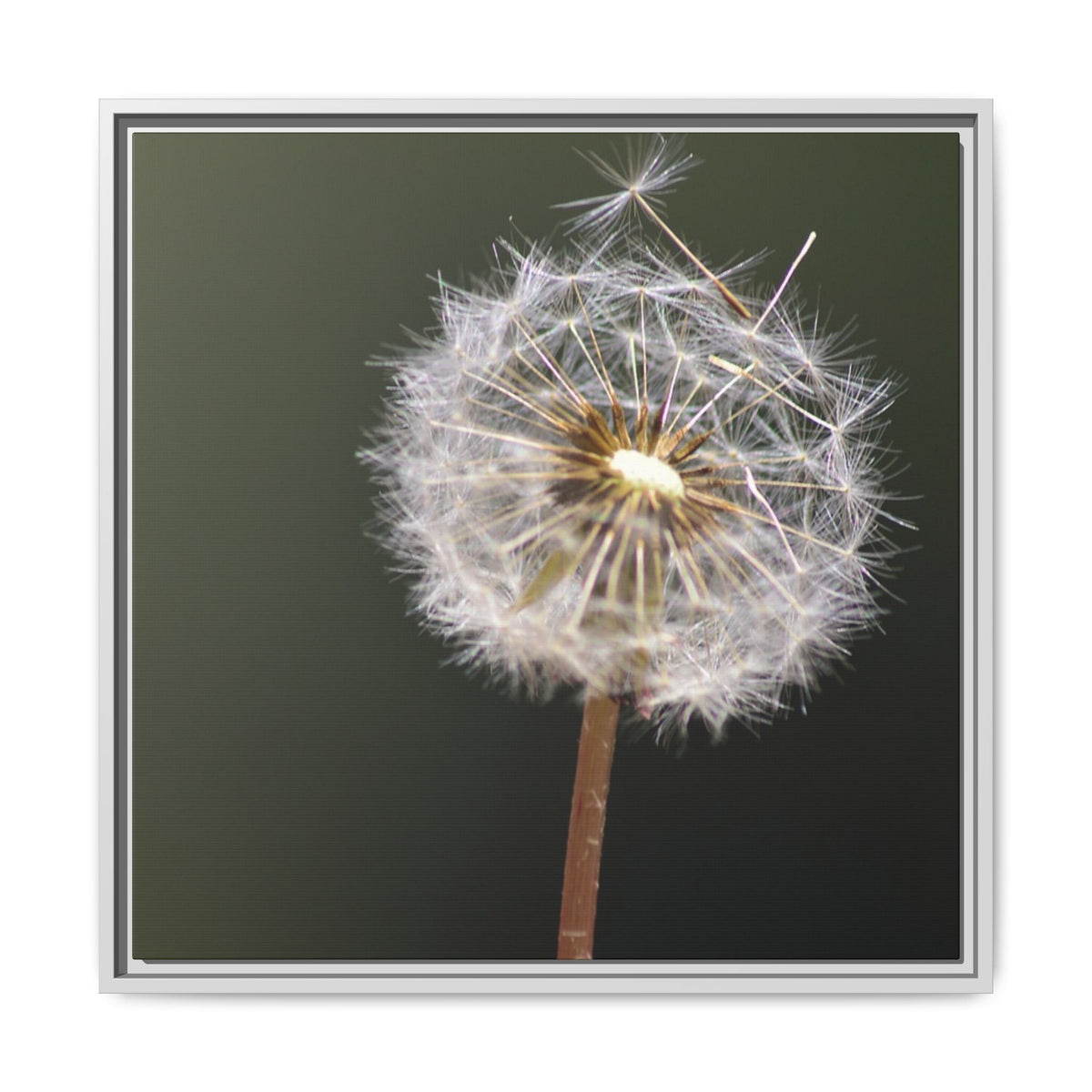 Framed Dandelion Canvas Print — Matte Botanical Wall Art