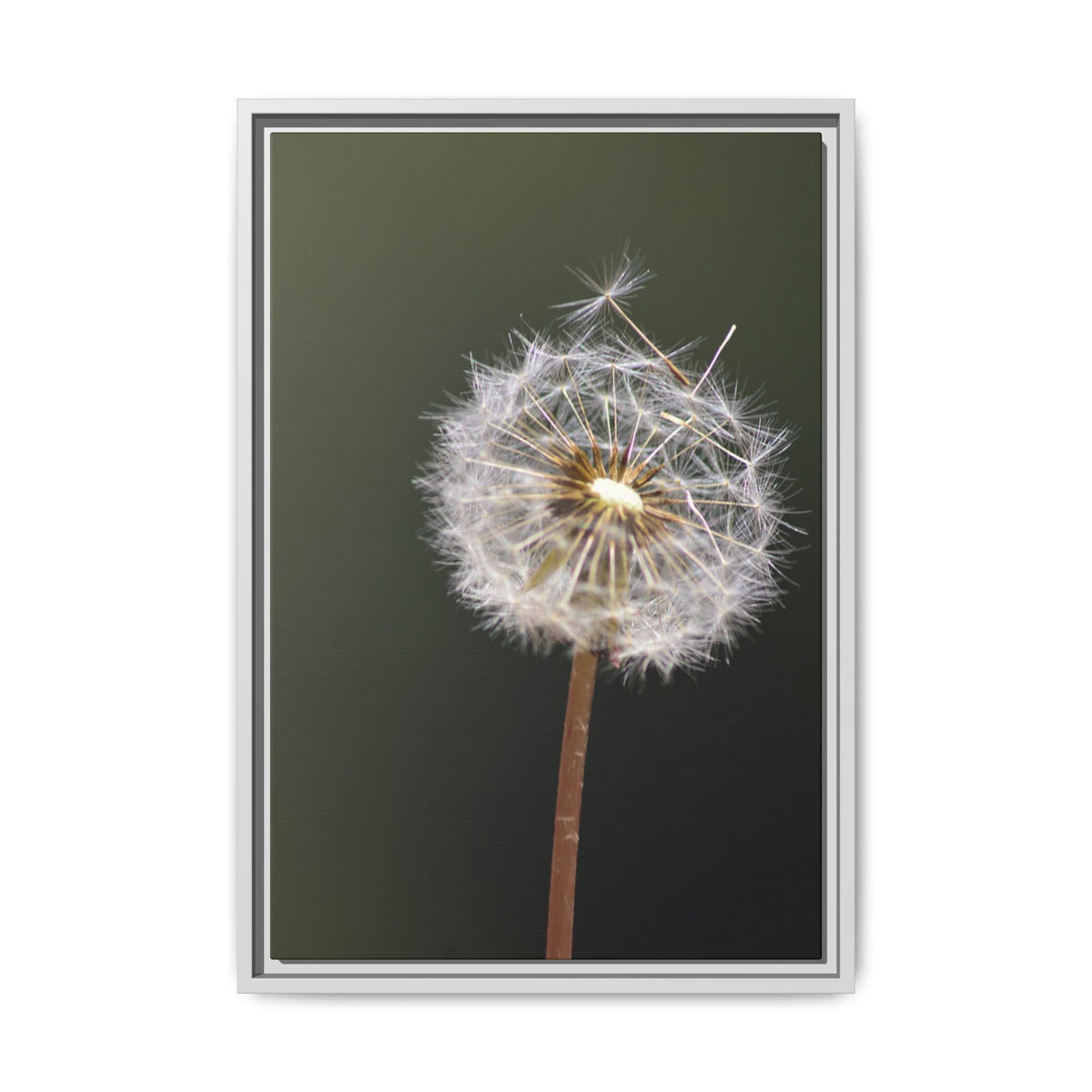 Framed Dandelion Canvas Print — Matte Botanical Wall Art