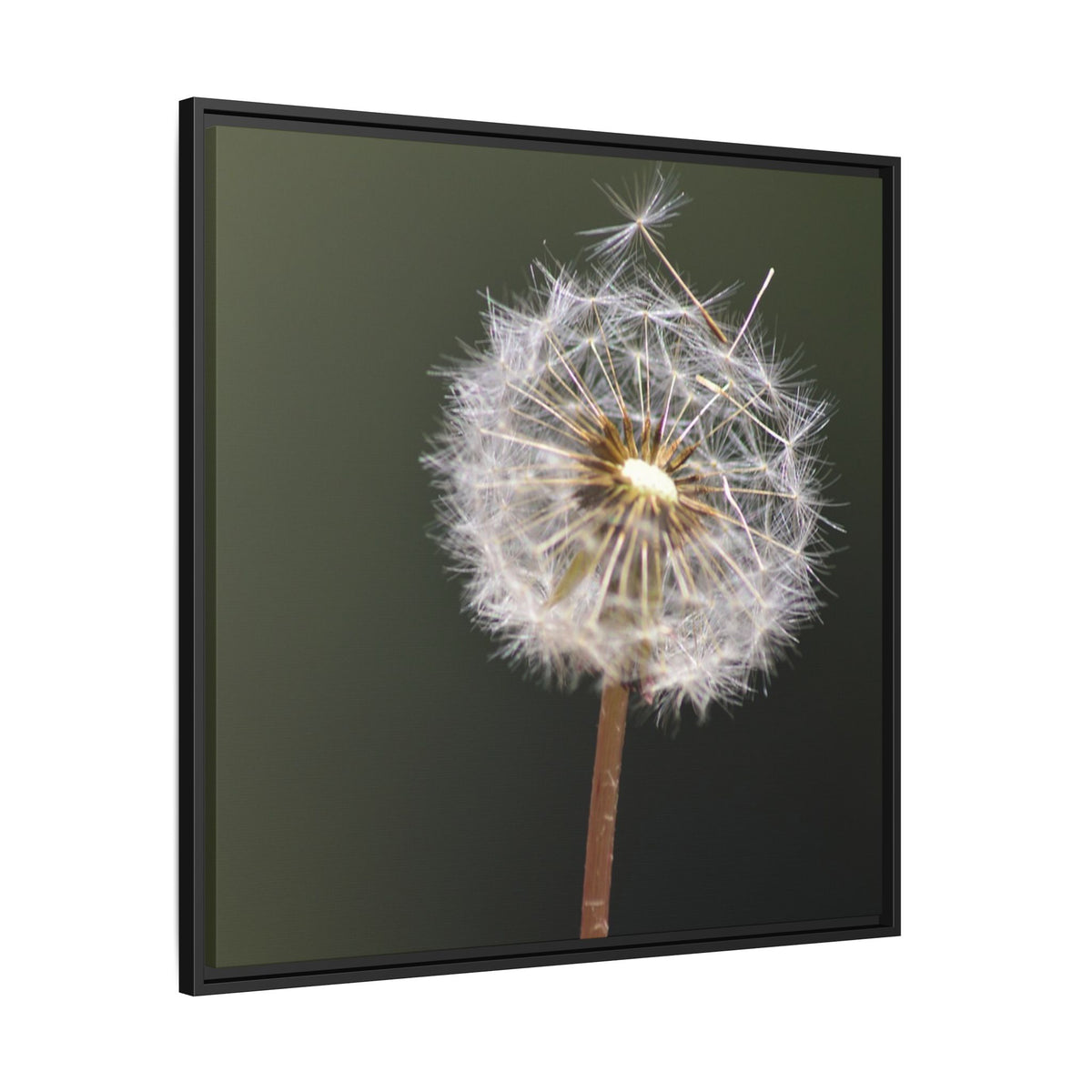 Framed Dandelion Canvas Print — Matte Botanical Wall Art