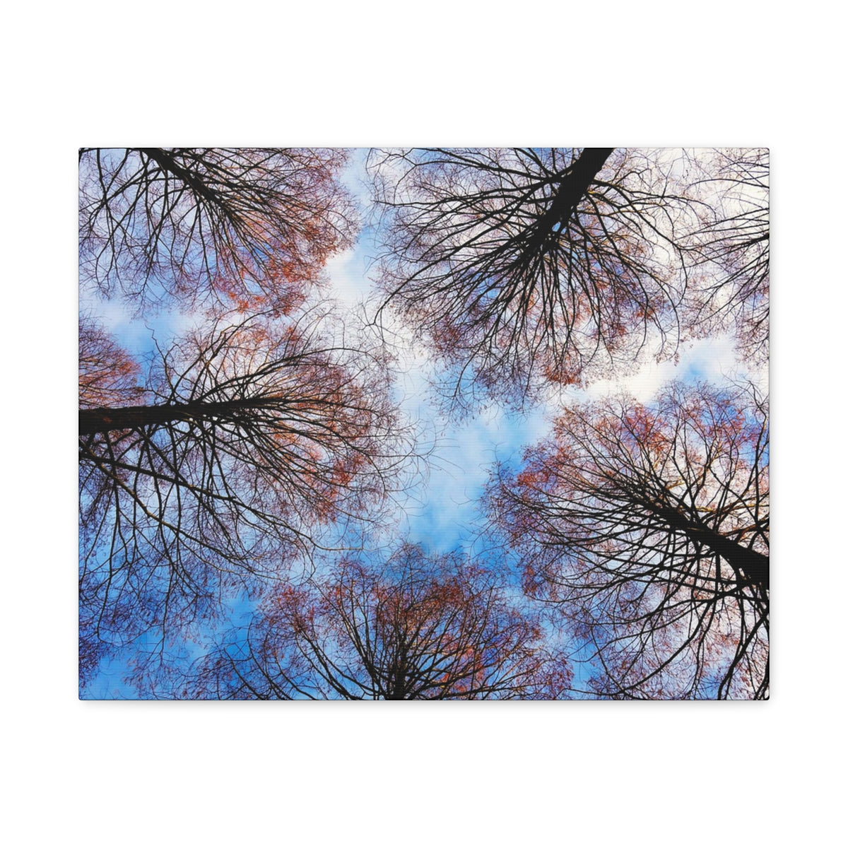 Canopy Sky Canvas Print — Winter Tree Tops Wall Art