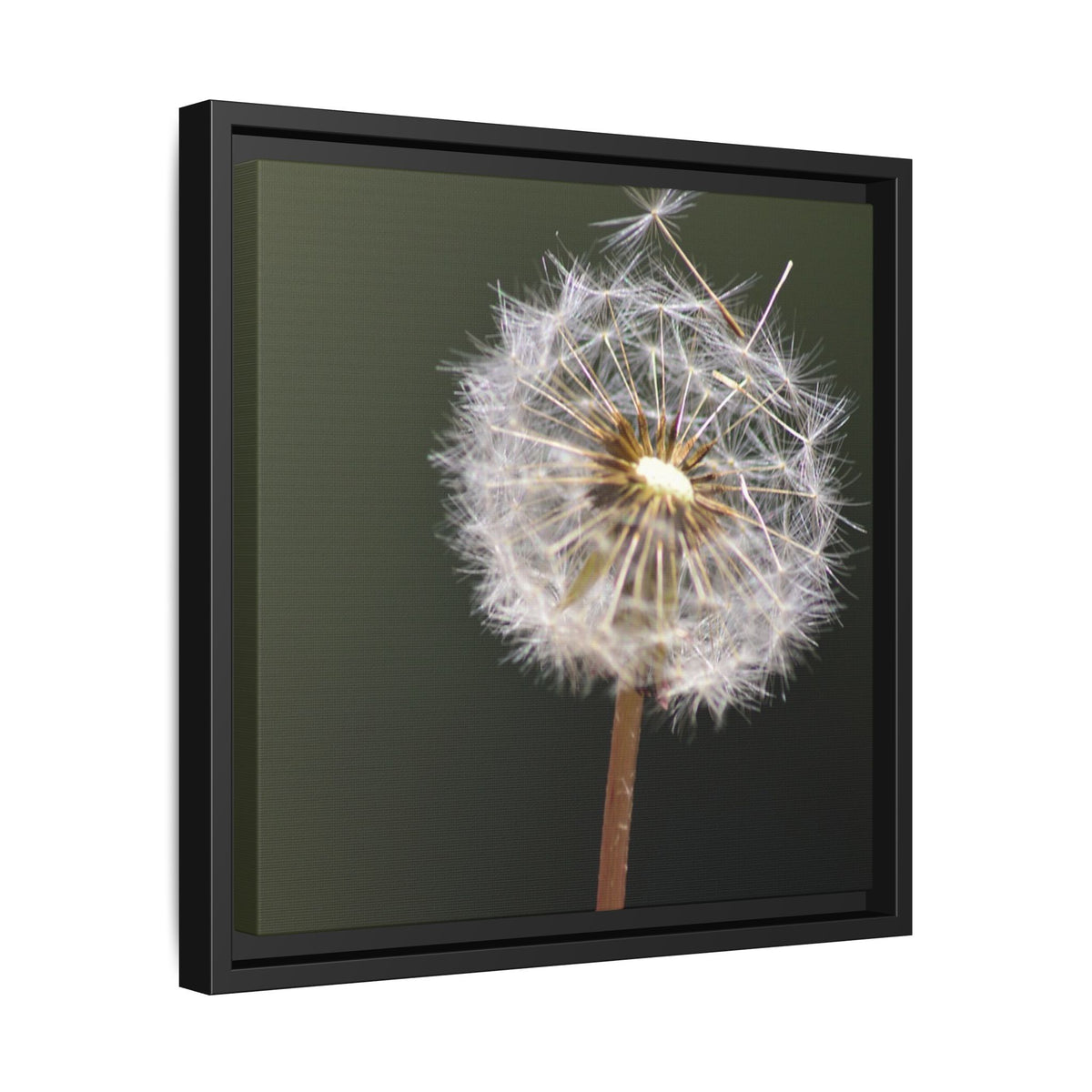 Framed Dandelion Canvas Print — Matte Botanical Wall Art