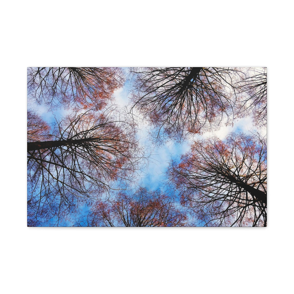 Canopy Sky Canvas Print — Winter Tree Tops Wall Art
