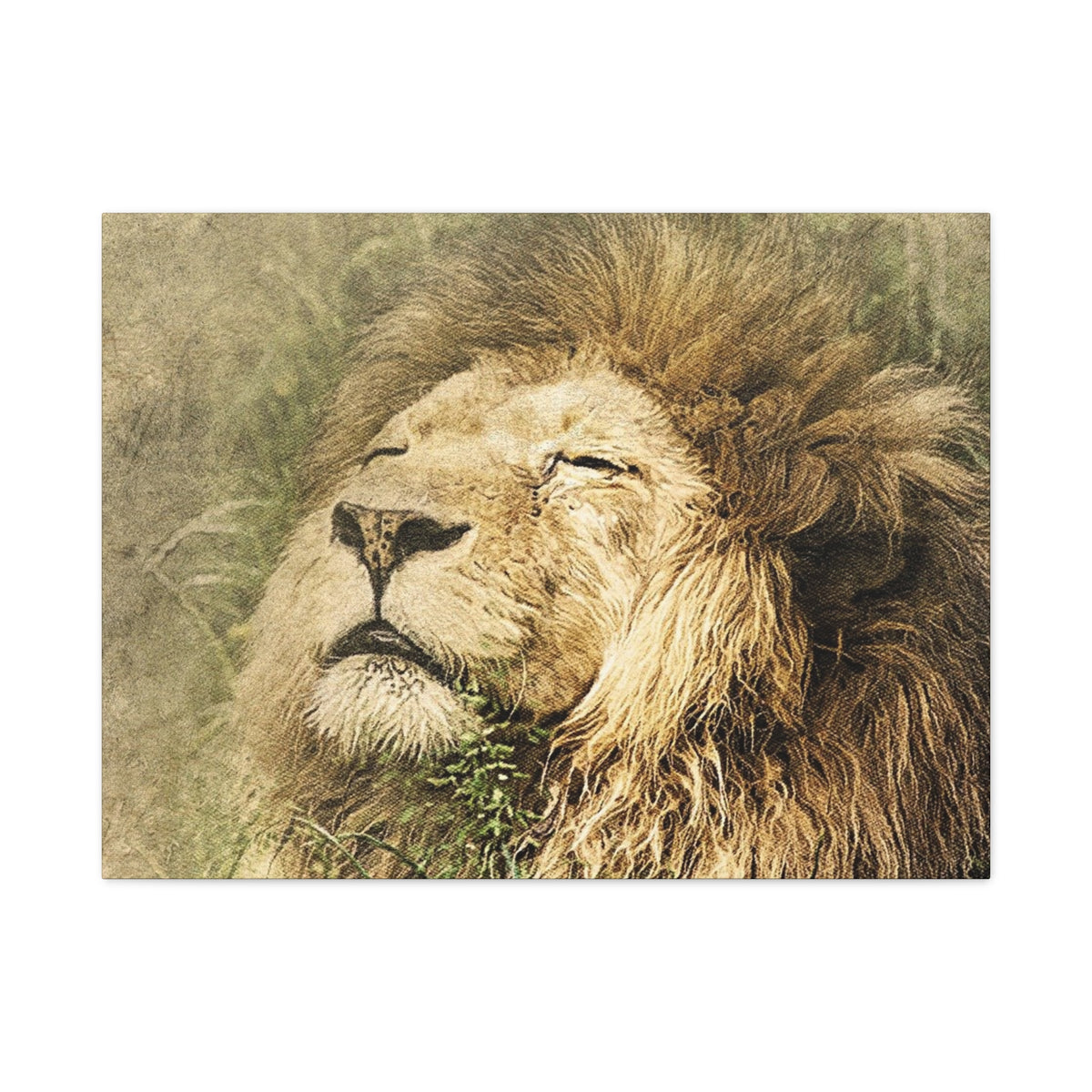 Lion Portrait Matte Canvas Print — Stretched 1.25" Wall Art