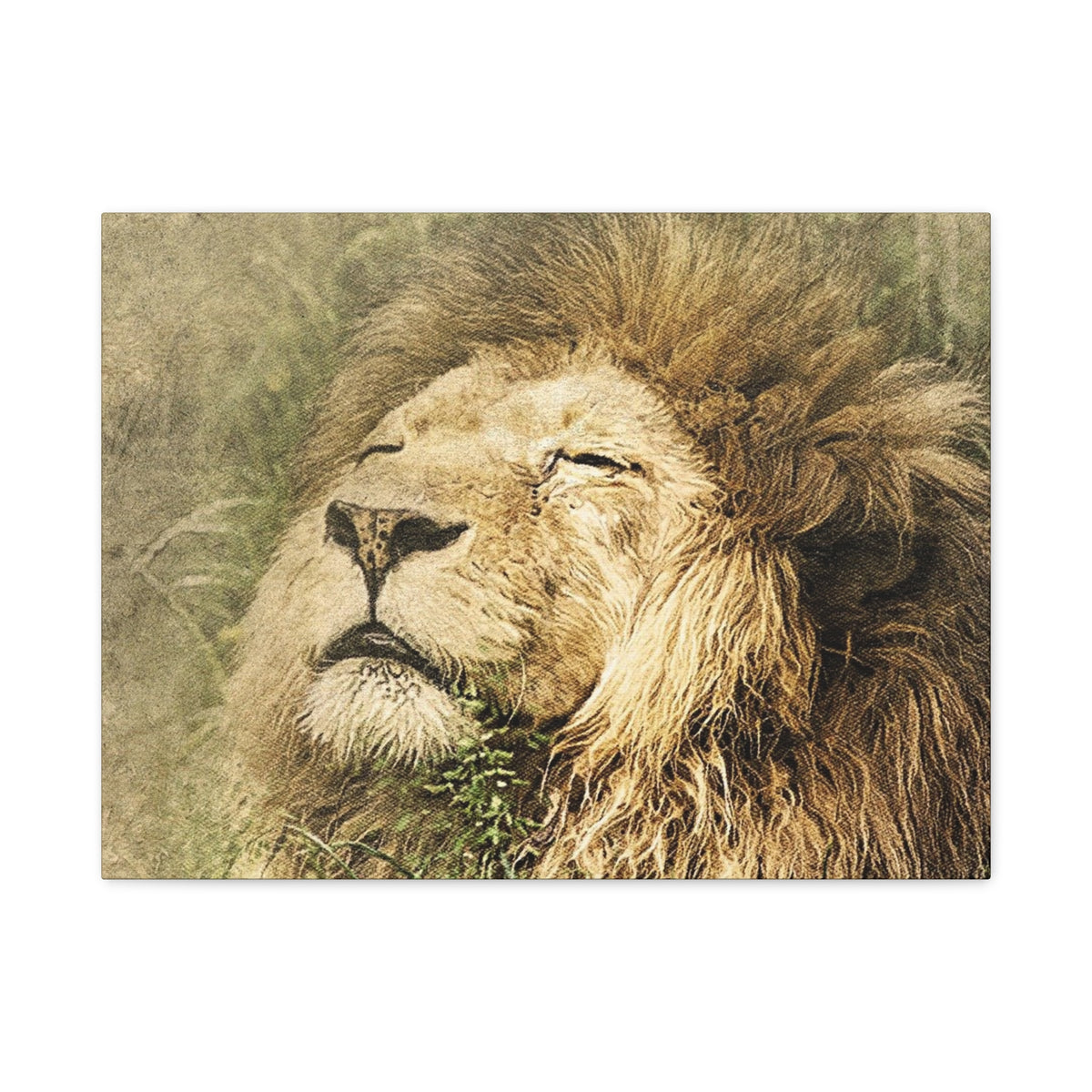 Lion Portrait Matte Canvas Print — Stretched 1.25" Wall Art