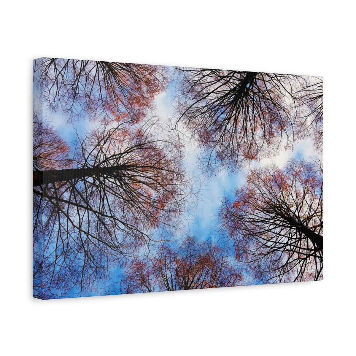 Canopy Sky Canvas Print — Winter Tree Tops Wall Art