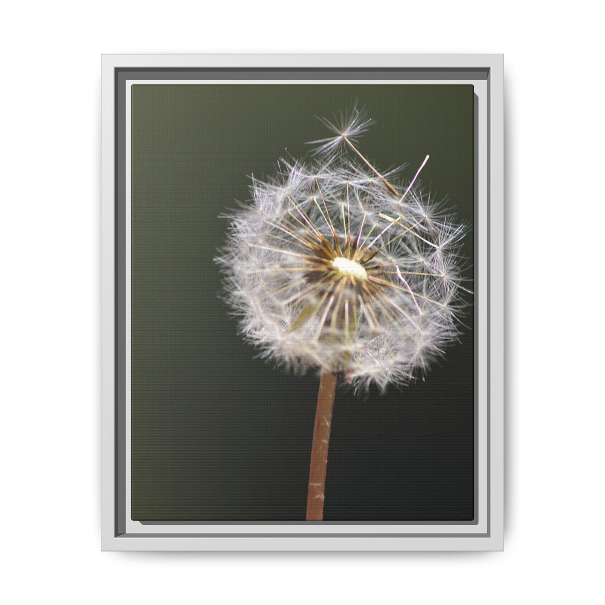 Framed Dandelion Canvas Print — Matte Botanical Wall Art
