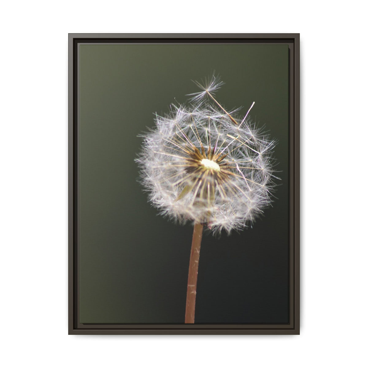 Framed Dandelion Canvas Print — Matte Botanical Wall Art