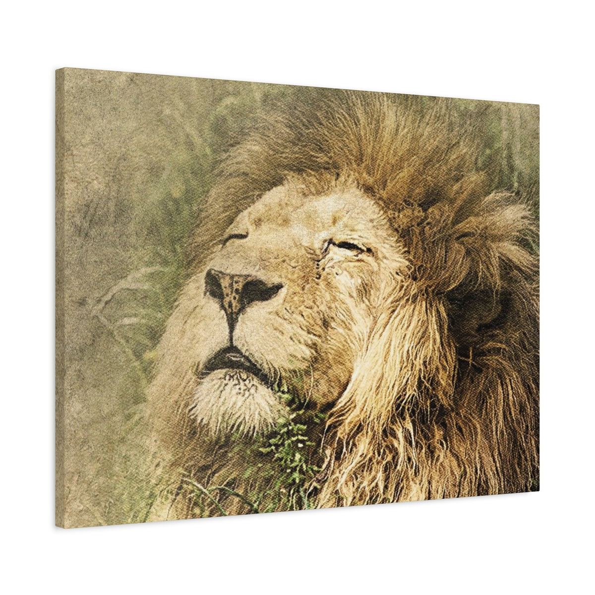 Lion Portrait Matte Canvas Print — Stretched 1.25" Wall Art