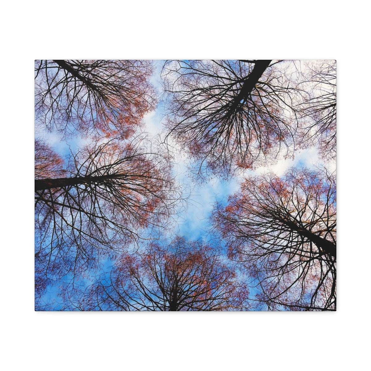 Canopy Sky Canvas Print — Winter Tree Tops Wall Art