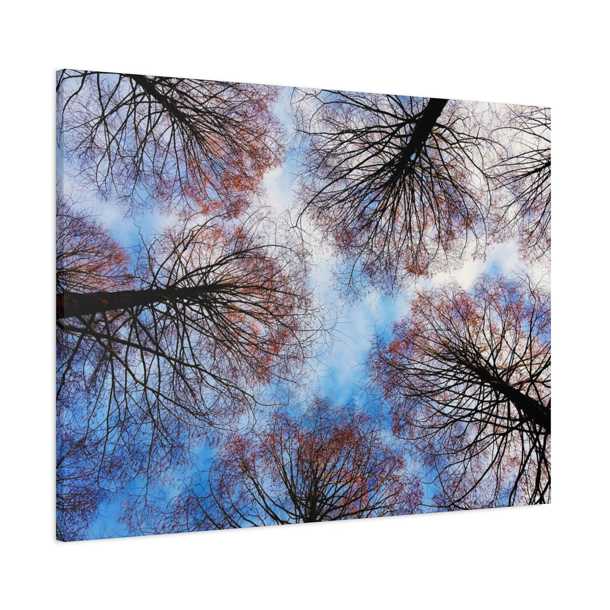 Canopy Sky Canvas Print — Winter Tree Tops Wall Art
