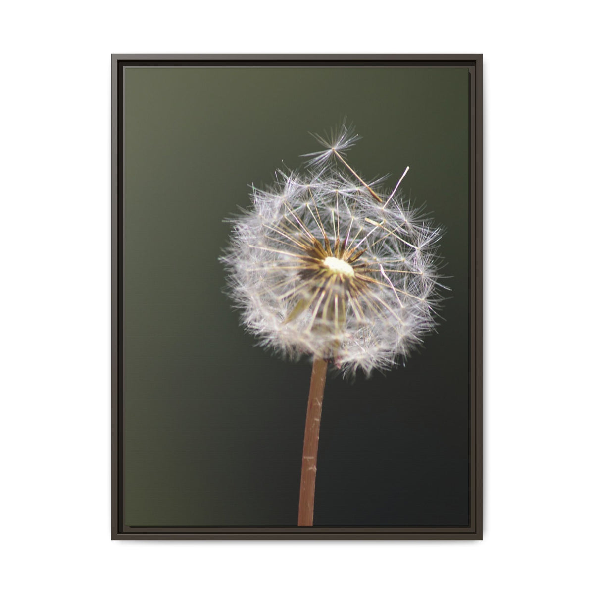 Framed Dandelion Canvas Print — Matte Botanical Wall Art