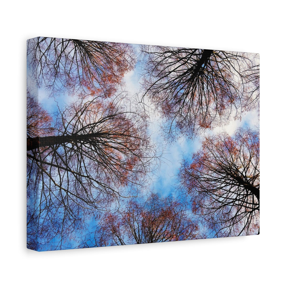 Canopy Sky Canvas Print — Winter Tree Tops Wall Art
