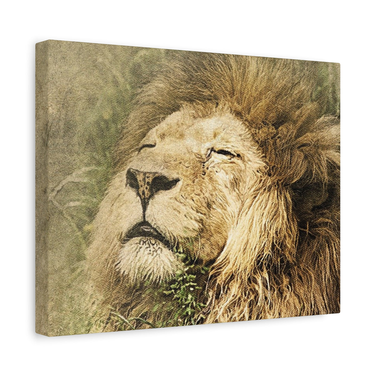 Lion Portrait Matte Canvas Print — Stretched 1.25" Wall Art