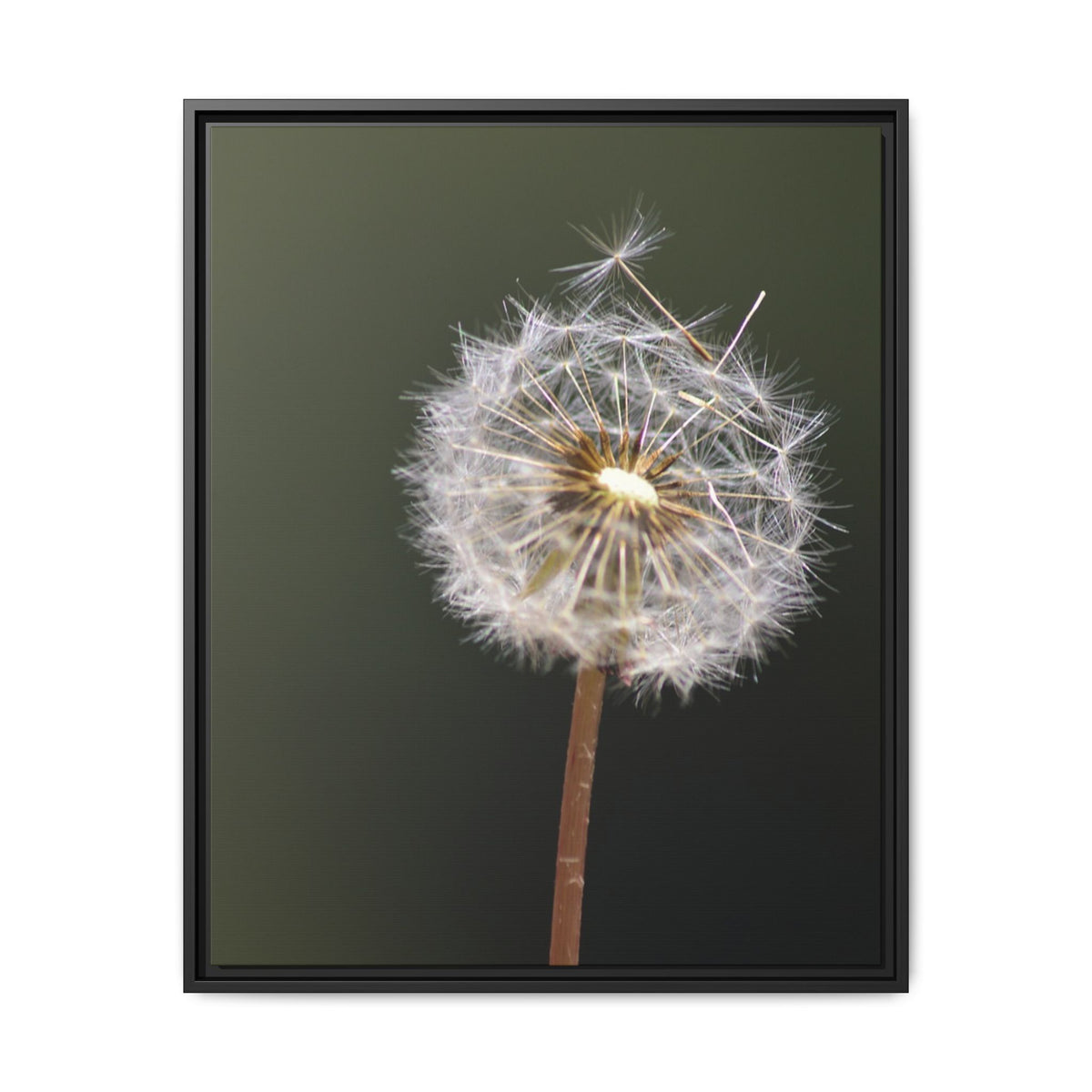Framed Dandelion Canvas Print — Matte Botanical Wall Art