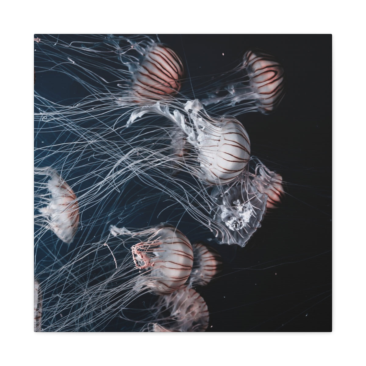 Jellyfish Swarm Matte Stretched Canvas