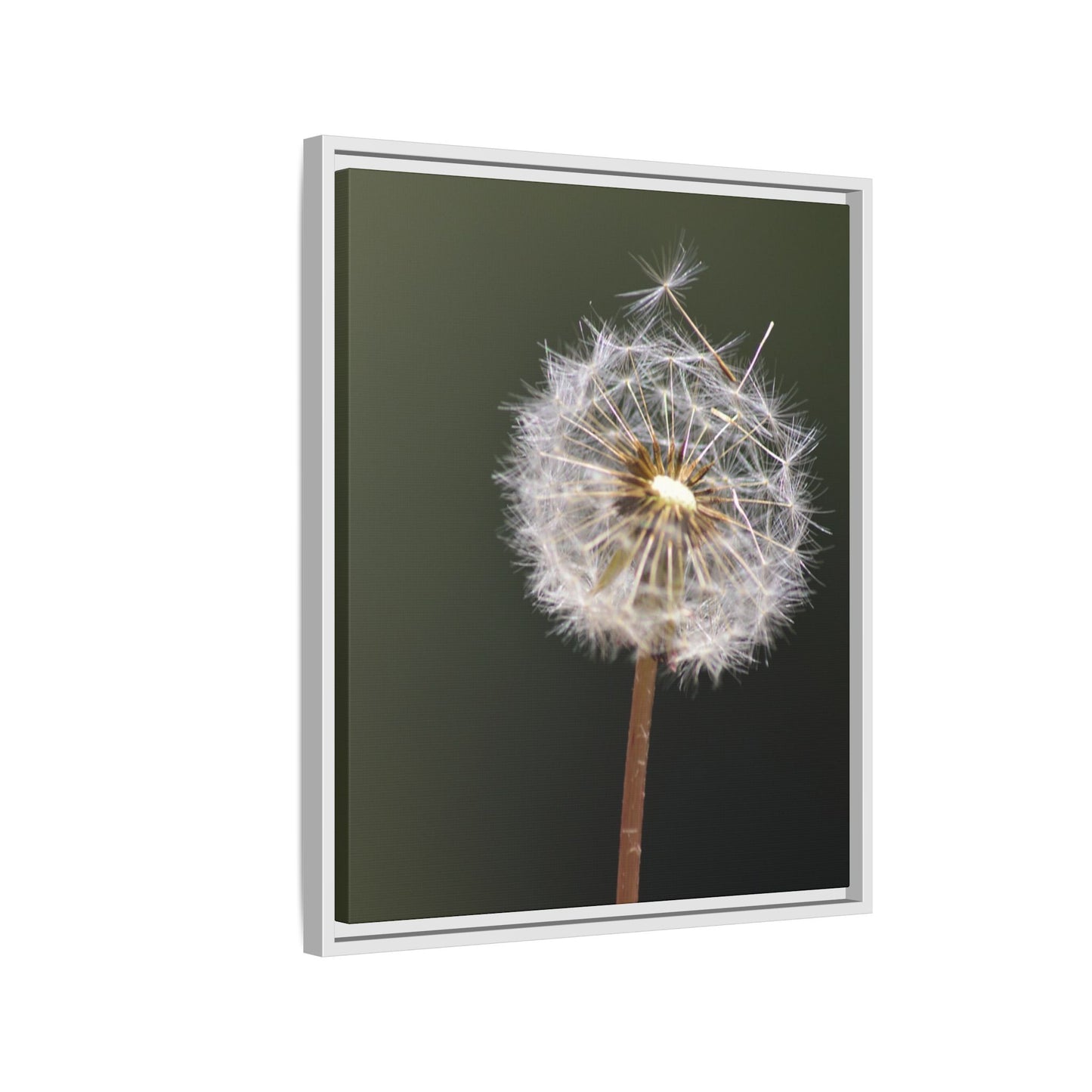 Framed Dandelion Canvas Print — Matte Botanical Wall Art