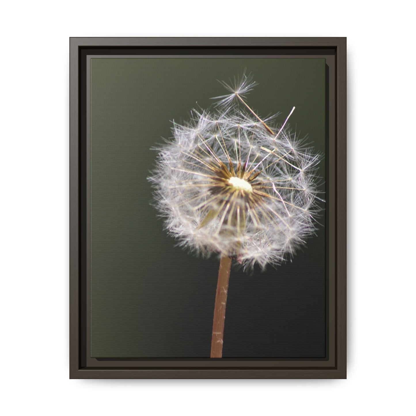 Framed Dandelion Canvas Print — Matte Botanical Wall Art