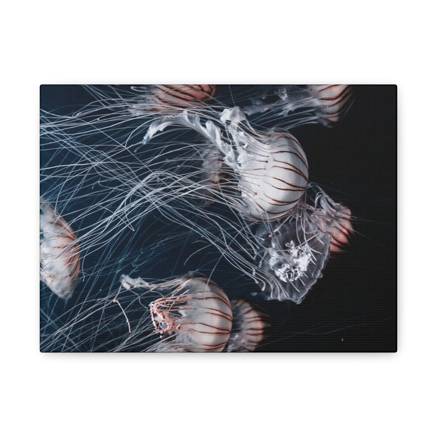 Jellyfish Swarm Matte Stretched Canvas
