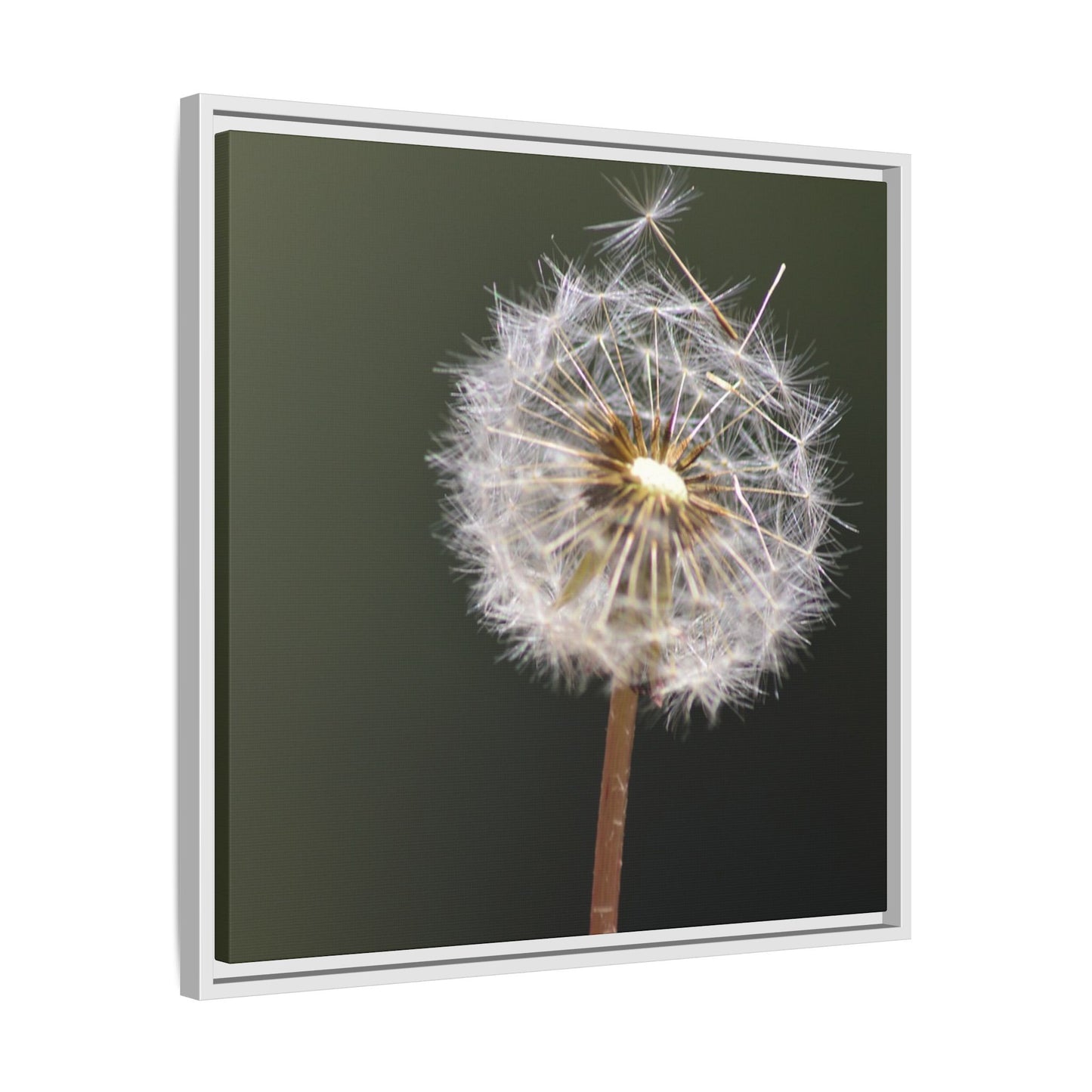 Framed Dandelion Canvas Print — Matte Botanical Wall Art
