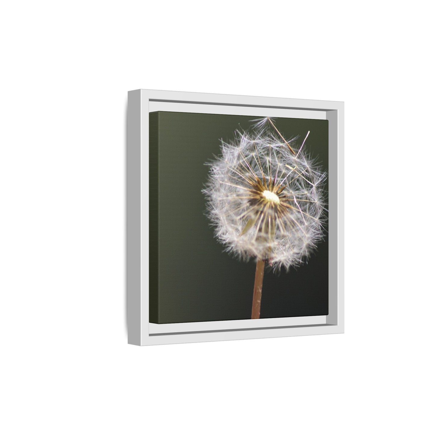 Framed Dandelion Canvas Print — Matte Botanical Wall Art