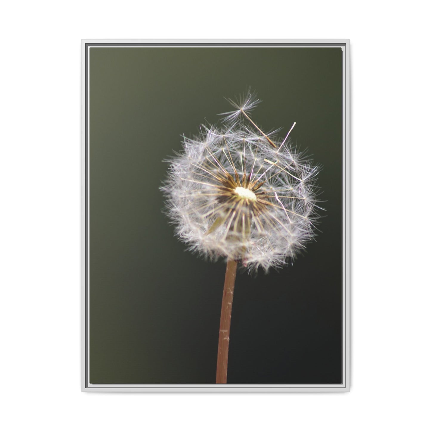 Framed Dandelion Canvas Print — Matte Botanical Wall Art