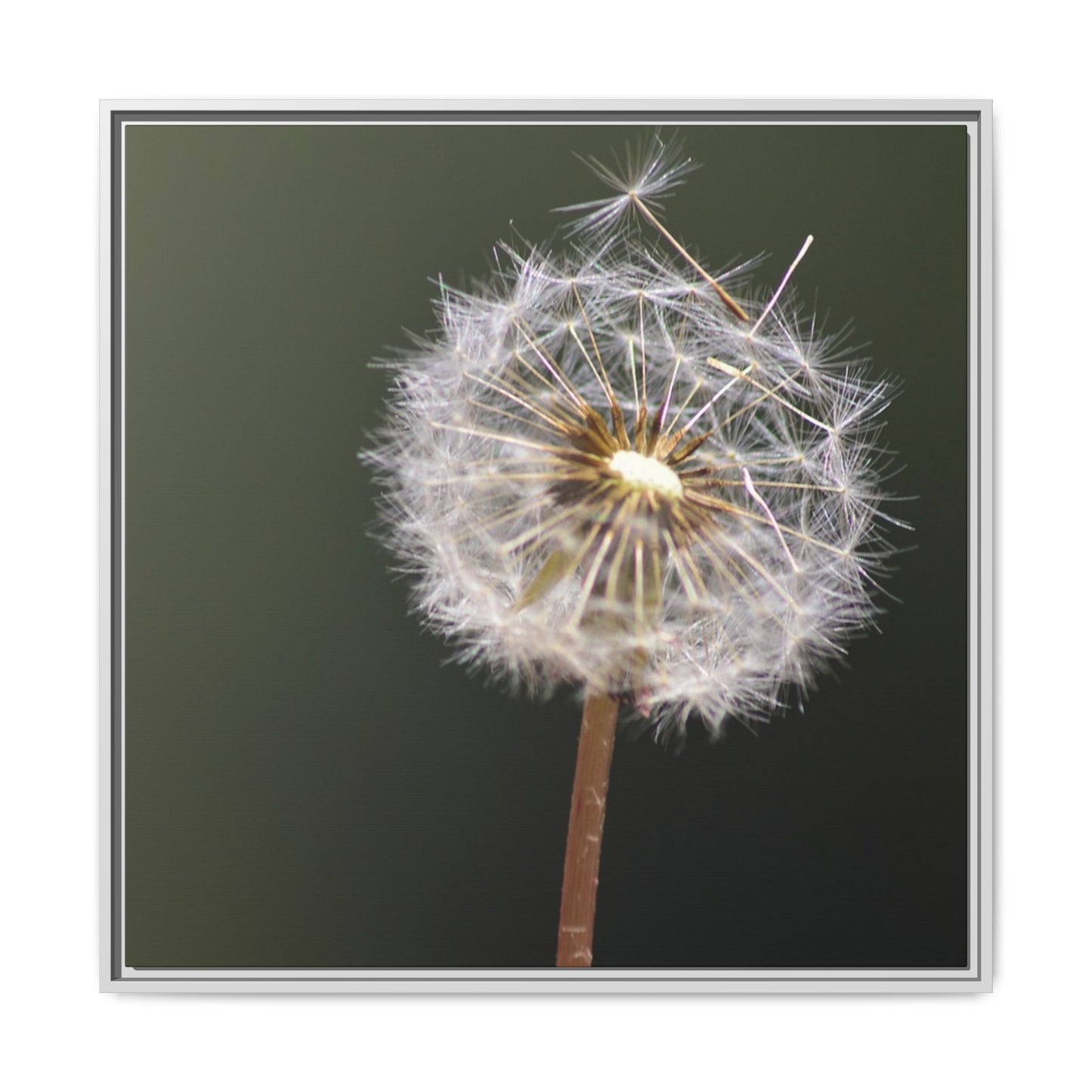 Framed Dandelion Canvas Print — Matte Botanical Wall Art