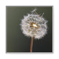 Framed Dandelion Canvas Print — Matte Botanical Wall Art