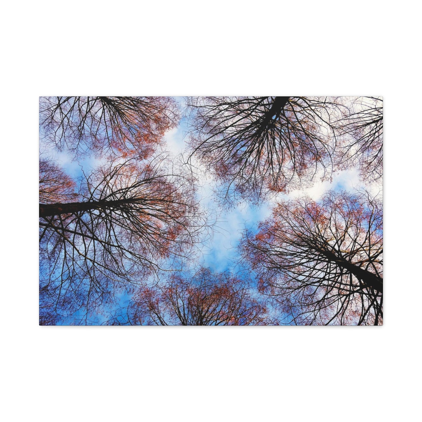 Canopy Sky Canvas Print — Winter Tree Tops Wall Art