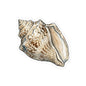 Seashell Kiss-Cut Sticker — Realistic Conch Shell Laptop Decal