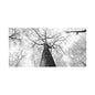 Black & White Tree Canopy Matte Canvas Wall Art — Upward Forest Photography