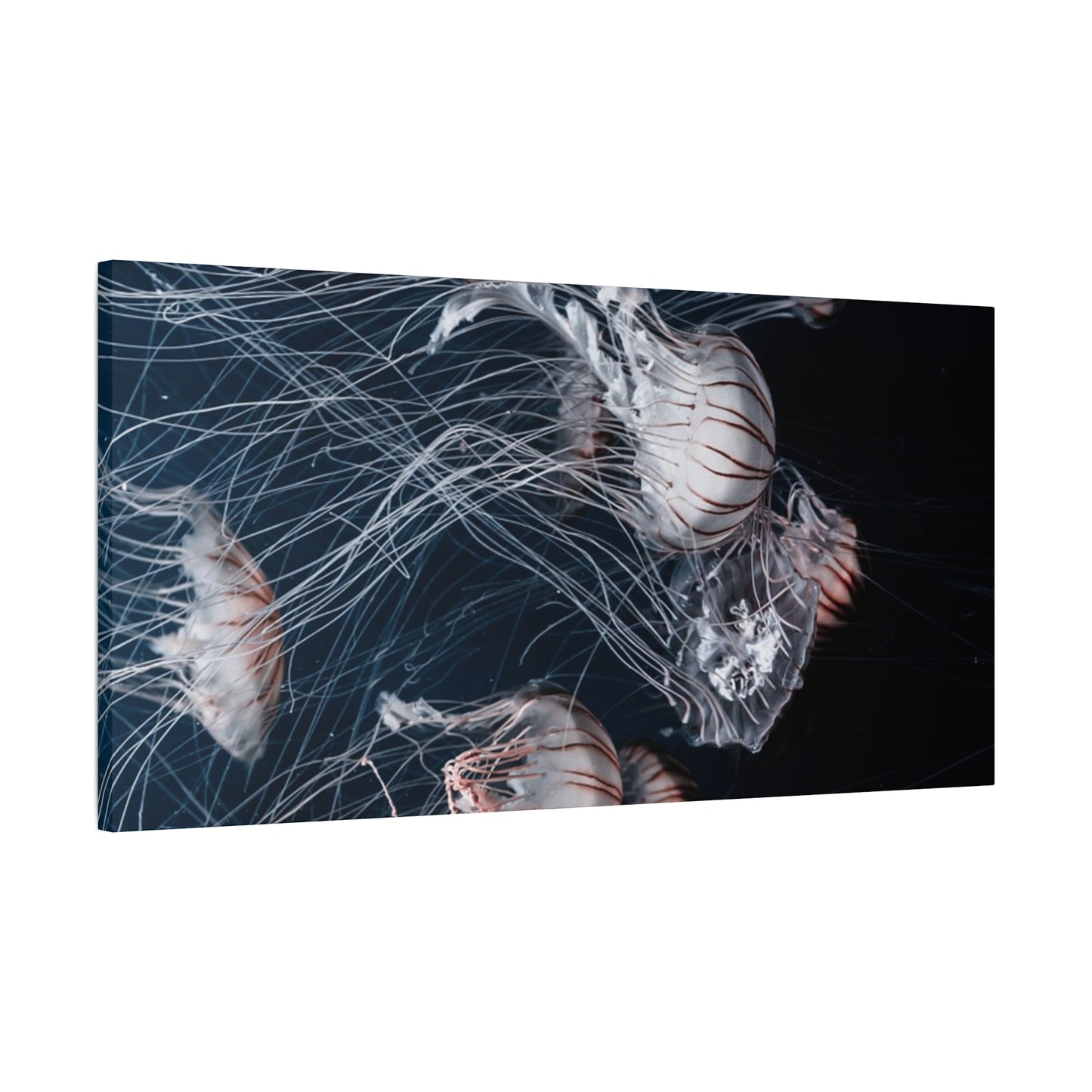 Jellyfish Swarm Matte Stretched Canvas