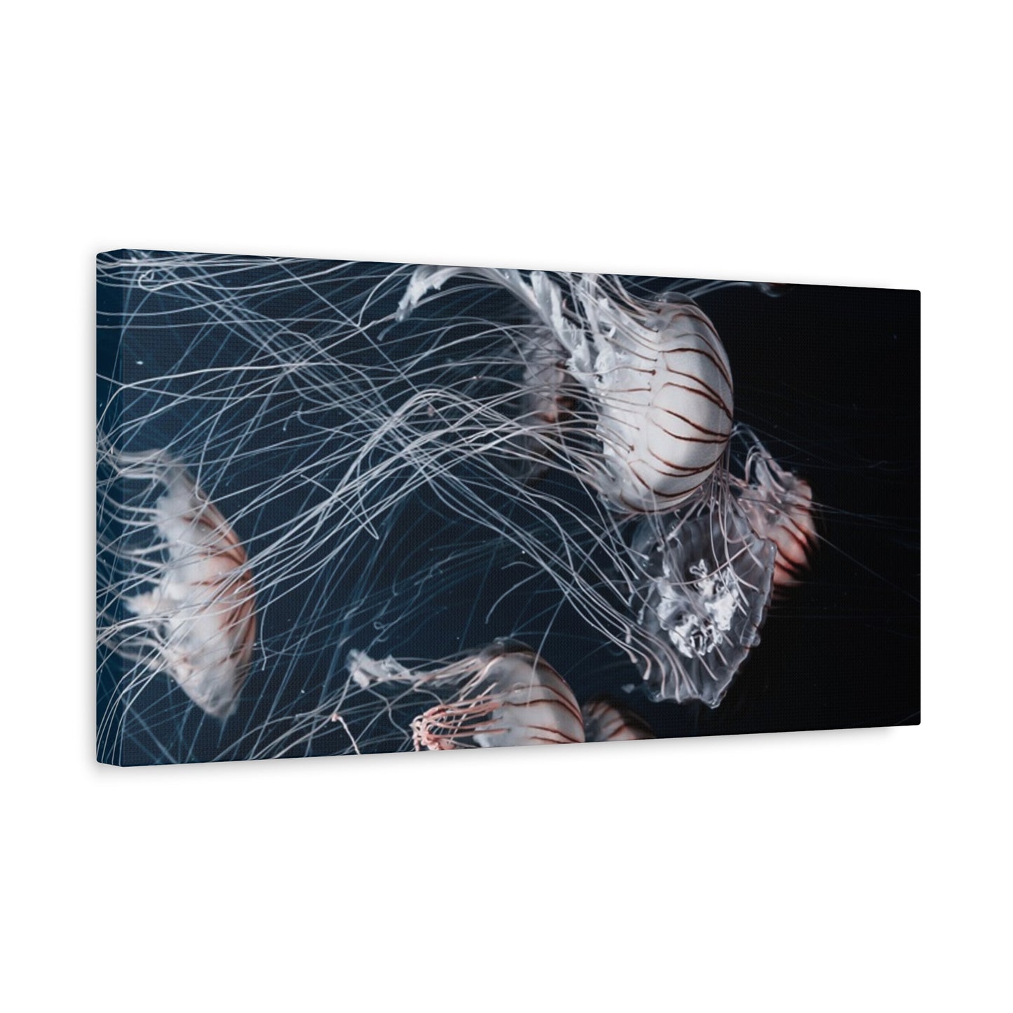Jellyfish Swarm Matte Stretched Canvas