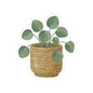 Pilea Plant Sticker — Watercolor Potted Greenery Kiss-Cut Sticker
