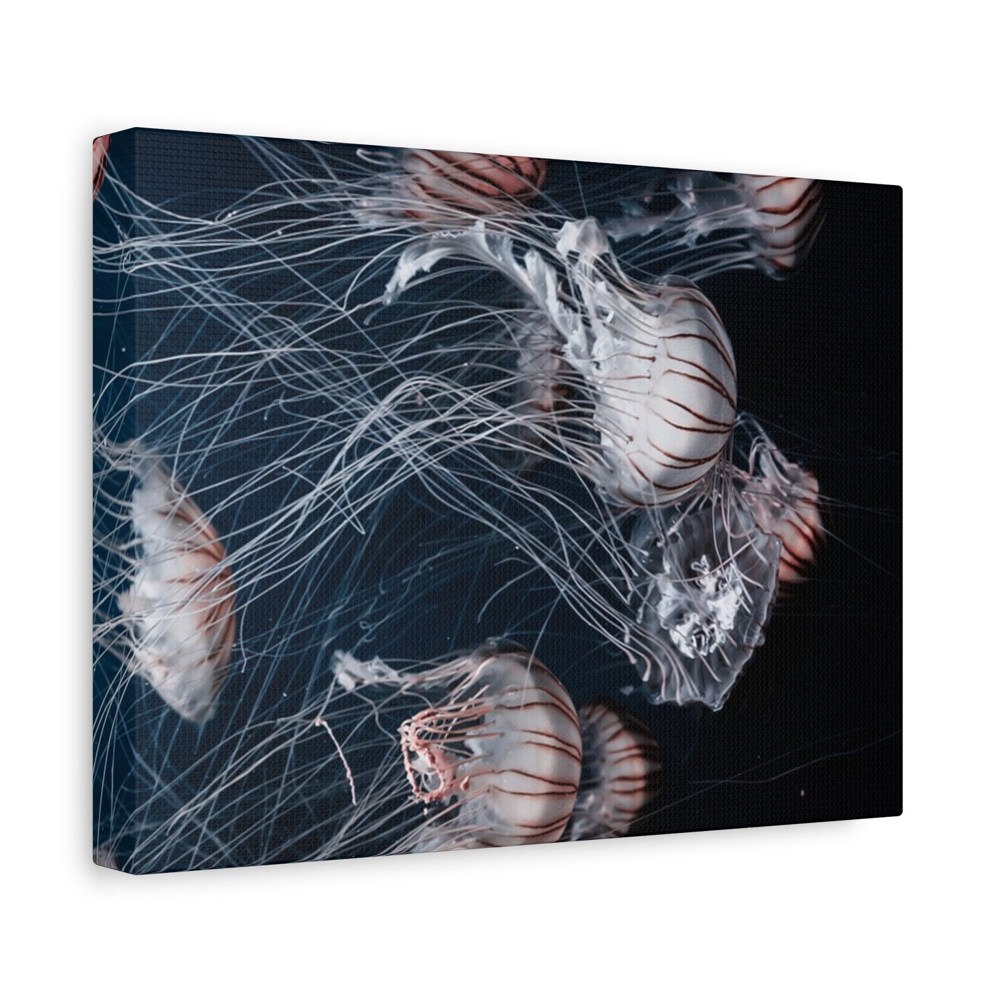 Jellyfish Swarm Matte Stretched Canvas