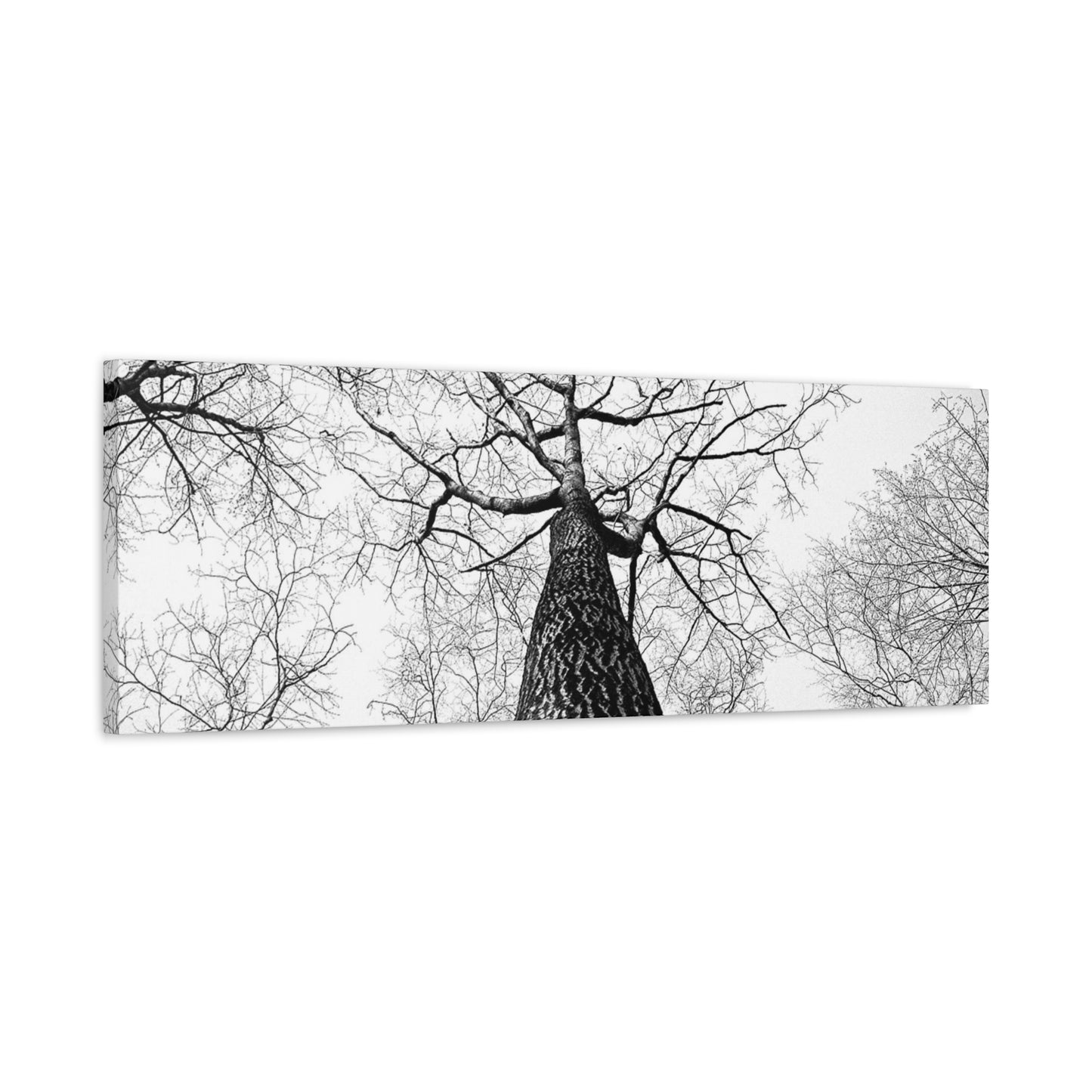 Black & White Tree Canopy Matte Canvas Wall Art — Upward Forest Photography