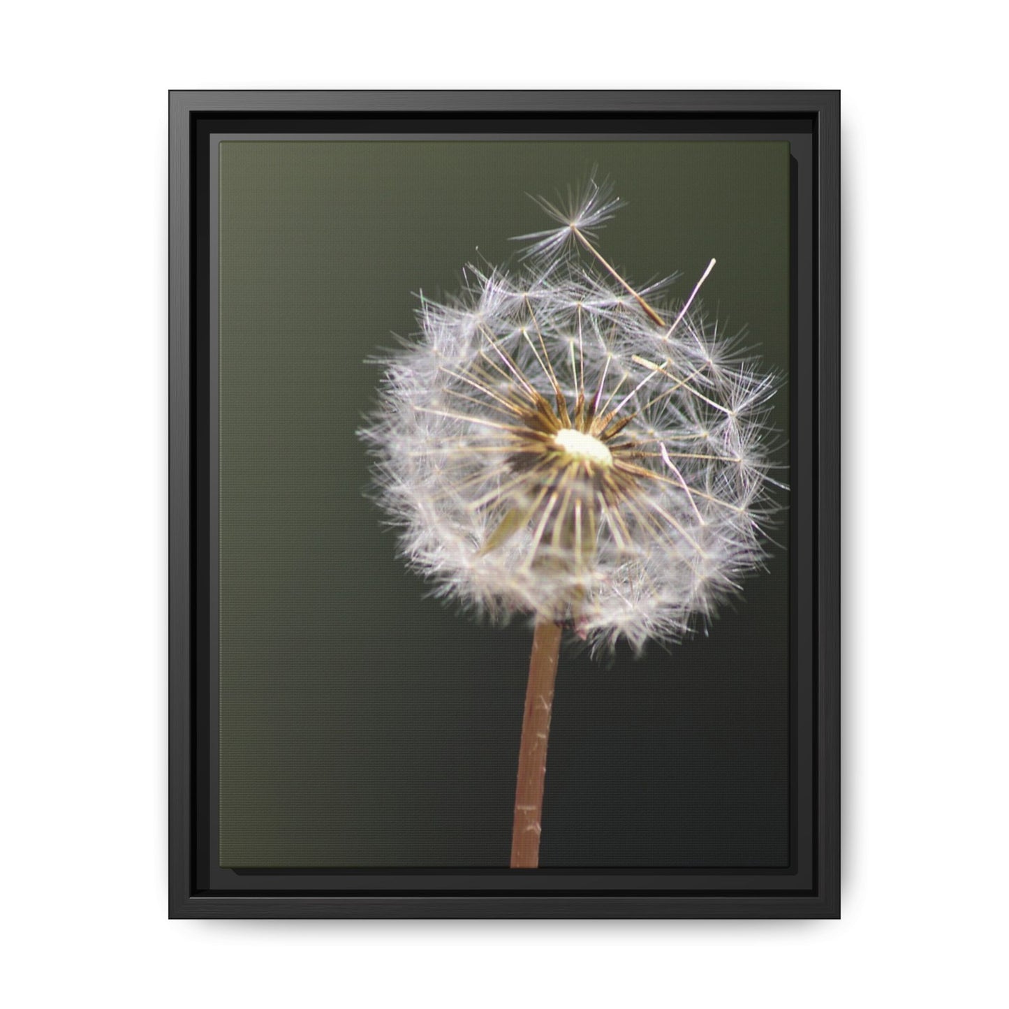 Framed Dandelion Canvas Print — Matte Botanical Wall Art