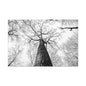 Black & White Tree Canopy Matte Canvas Wall Art — Upward Forest Photography