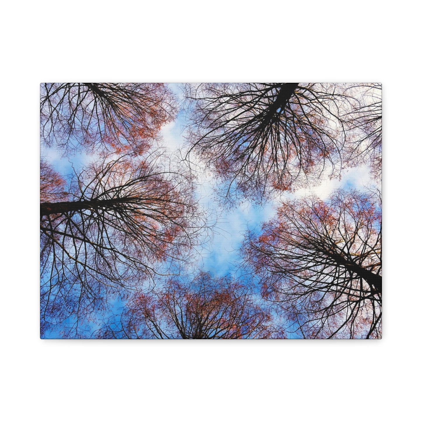 Canopy Sky Canvas Print — Winter Tree Tops Wall Art