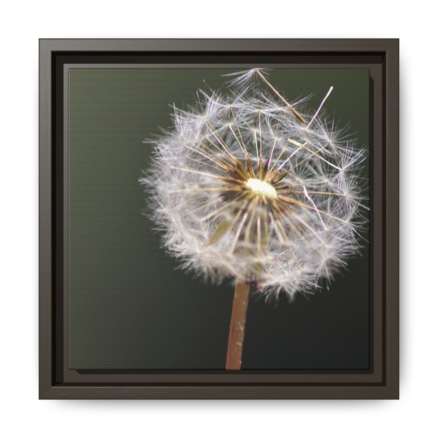 Framed Dandelion Canvas Print — Matte Botanical Wall Art
