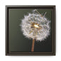 Framed Dandelion Canvas Print — Matte Botanical Wall Art