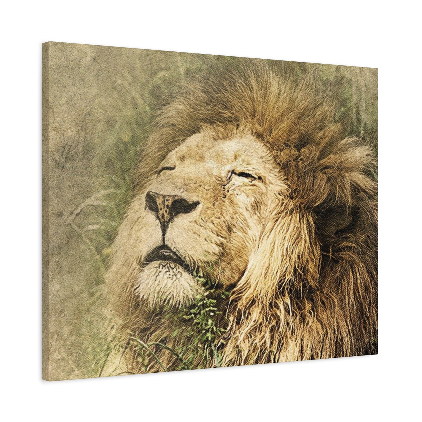 Lion Portrait Matte Canvas Print — Stretched 1.25" Wall Art