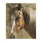 Rustic Horse Minky Blanket — Soft Western Horse Portrait Throw