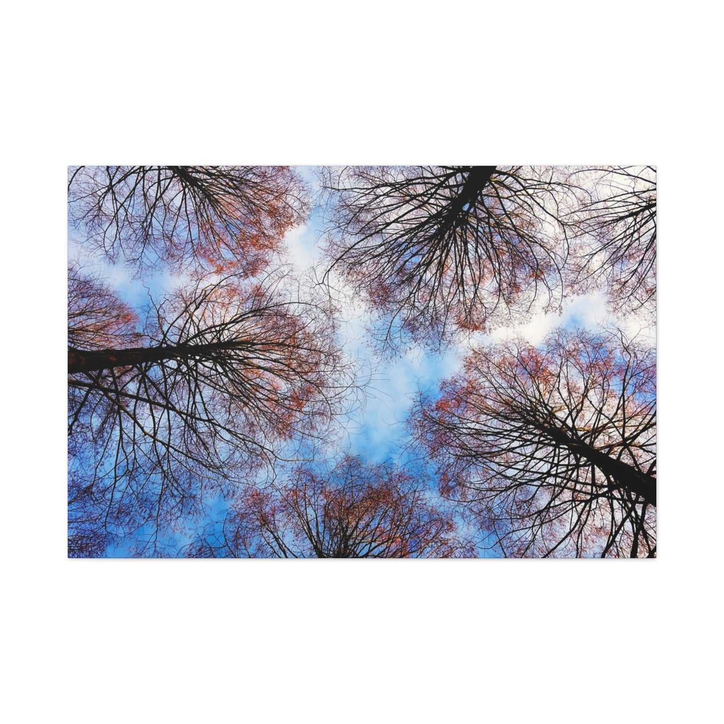 Canopy Sky Canvas Print — Winter Tree Tops Wall Art