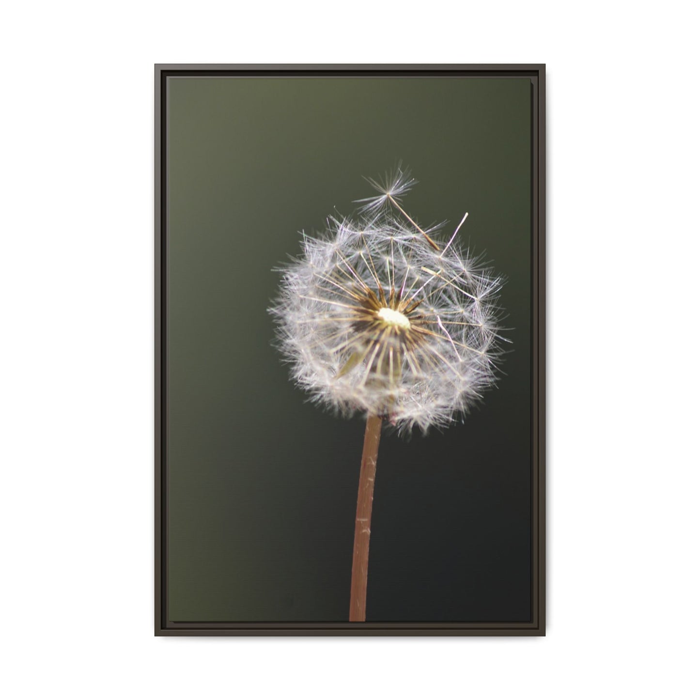 Framed Dandelion Canvas Print — Matte Botanical Wall Art